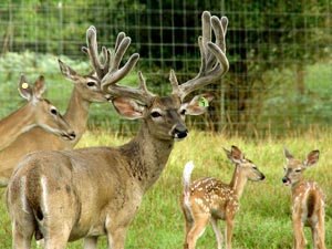 Buck, Doe & Fawns