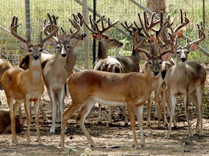 Herd of bucks