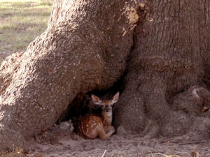 Fawn In Tree