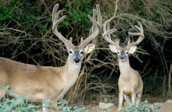 Heller Deer Farm - South Texas Whitetail Genetics