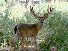 Heller Deer Farm - Buck In The Woods