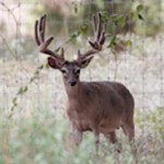 HDF  Breeder Buck Previous 4