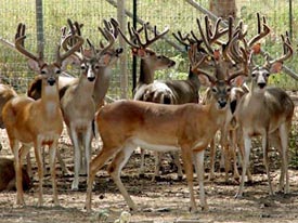 Heller Deer Farm - Herd of South Texas Whitetail Deer