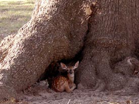 Heller Deer Farm - Fawn in the Tree