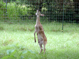 Heller Deer Farm Whitetail Deer Gallery 1