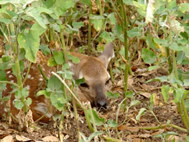 Heller Deer Farm Whitetail Deer Gallery 2