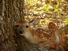 Heller Deer Farm Whitetail Deer Gallery 3