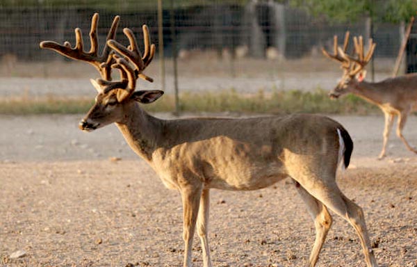 Heller Deer Farm - Breeder Buck - Impact