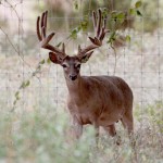 Heller Deer Farm – Breeder Buck – Loppy
