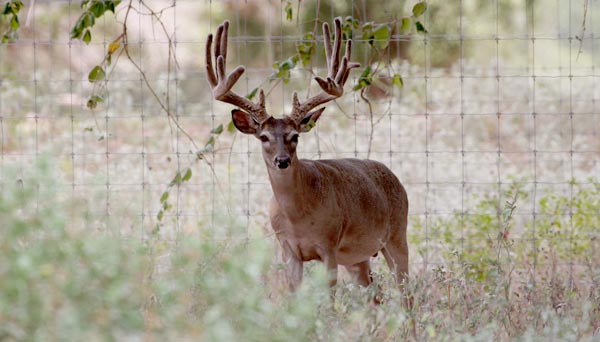Heller Deer Farm - Breeder Buck - Loppy