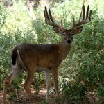 Heller Deer Farm – Breeder Buck – Pretty