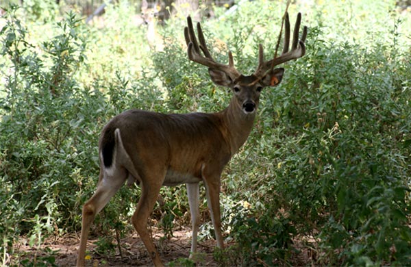 Heller Deer Farm - Breeder Buck - Pretty