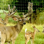 Heller Deer Farm – Breeder Buck – Radar