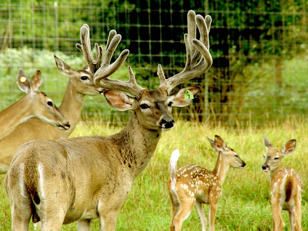 Heller Deer Farm - Breeder Buck - Radar