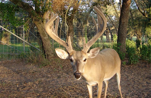 Heller Deer Farm - Breeder Buck - Rock
