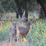 bucks 8-8-13 045