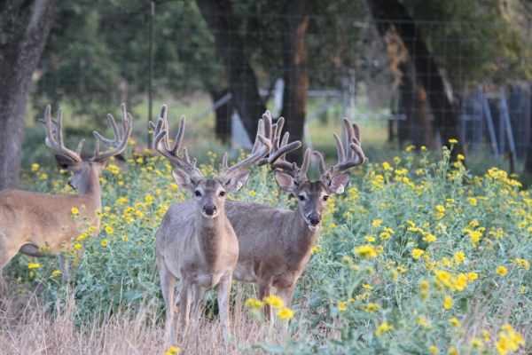 bucks 8-8-13 045