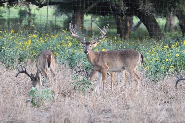 bucks 8-8-13 065