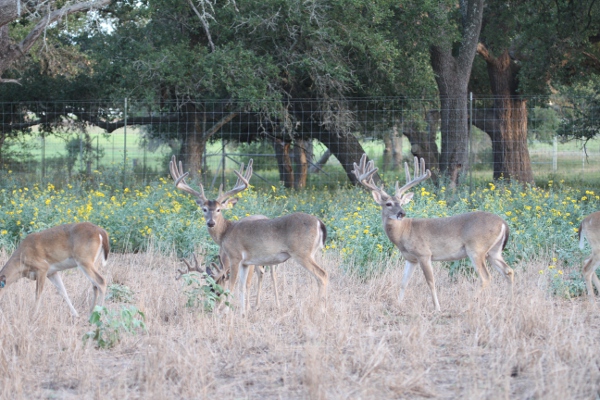 bucks 8-8-13 073