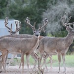 bucks 8-8-13 165